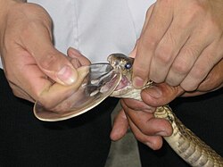 Extracción de veneno de una cobra