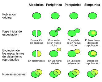 Esquema comparativo que muestra diferentes modos de especiación en la biología evolutiva.