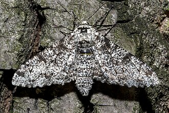 Ejemplar de Biston betularia