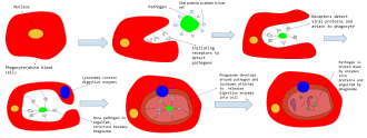 Representación del engullimiento de un patógeno por parte de una célula fagocítica