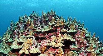 Colonias de Porites lobata en Hawái en zonas sin fuerte oleaje