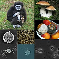 Collage de diversos organismos opistocontos que ilustra la biodiversidad del clado.