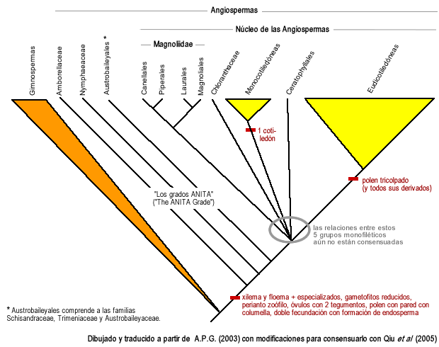 Árbol filogenético consensuado de las angiospermas según el APG II.