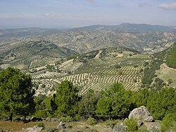 Extensos olivares tradicionales en el paisaje agrario de Jaén