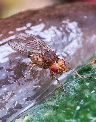 Ejemplar de Drosophila melanogaster