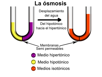 Esquema ilustrativo del fenómeno físico de la ósmosis a través de una membrana.
