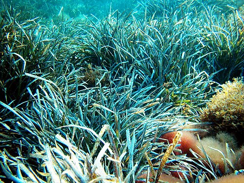 Pradera de Posidonia oceanica bajo el agua