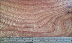 Madera de olmo