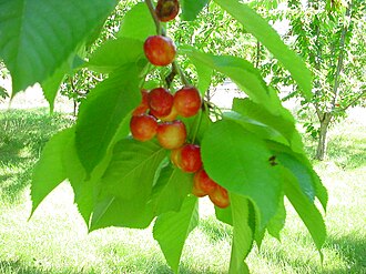 Cereza Rainer de la variedad Prunus avium