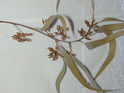 Detalle de hojas y opérculos de Eucalyptus camaldulensis