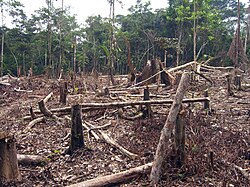 Deforestación en la selva amazónica colombiana