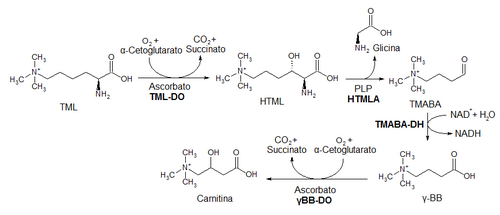 Biosíntesis de la carnitina en los mamíferos.