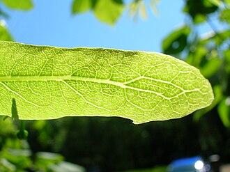 Detalle de la nervadura en una bráctea floral de Tilia cordata