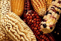 Diversidad genética en el maíz