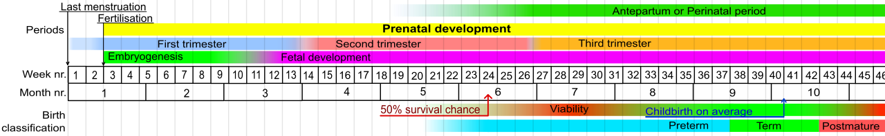 Gráfico ilustrativo de las etapas del desarrollo prenatal y los umbrales de viabilidad y supervivencia.