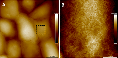 Imagen tridimensional de microvellosidades obtenida por microscopio de fuerza atómica.