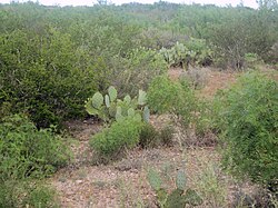 Vegetación arbustiva en Texas