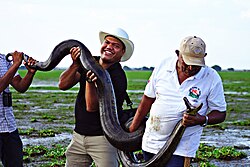 Captura y manejo de una anaconda en los Llanos venezolanos.