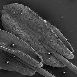 Imagen de microscopio electrónico de barrido de las anteras de Penta lanceolata