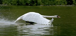 Cisne vulgar aterrizando en el agua