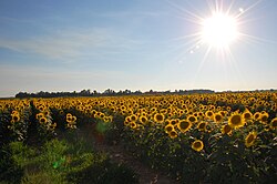 Capítulos de girasol orientados hacia el este
