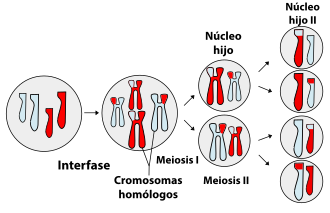 Visión general de la meiosis mostrando la interfase, meiosis I y meiosis II con sus cuatro células hijas haploides.