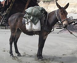 Una mula de pie en un campo