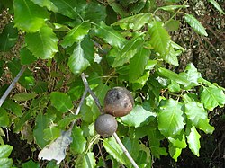 Primer plano de agallas recolectadas sobre ramas del árbol