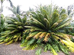 Cycas circinalis con estructuras reproductivas