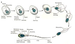 Diagrama de los pasos del espermatocito hasta espermatozoide