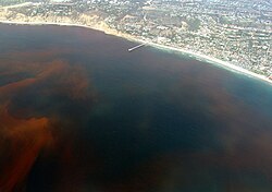 Marea roja en la costa