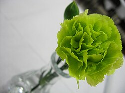 Clavel verde