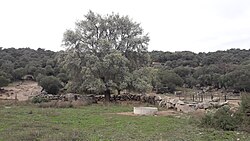 Fresno en la localidad toledana de Pepino