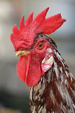 Cabeza de un gallo