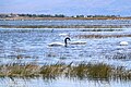 Cisnes de cuello negro en el lago Argentino, El Calafate