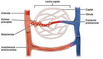 Circulación capilar detallada