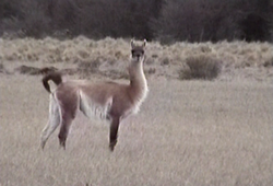 Guanaco austral con fenotipo intermedio en Tierra del Fuego.