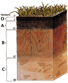 Esquema de los horizontes del suelo