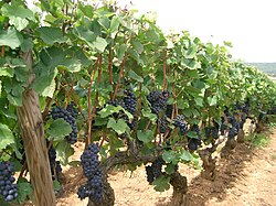 Vides de Pinot Noir en Santenay, en la Côte-d'Or de Borgoña