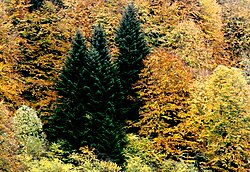 Bosque mixto de abeto y haya en el Pirineo