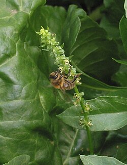 Inflorescencia de la planta