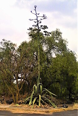 Maguey con quiote y flores
