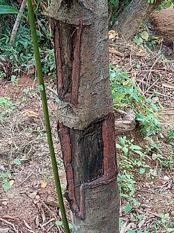 Tronco descortezado