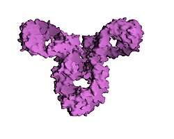 Superficie molecular de la IgG