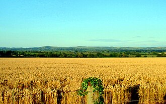 Gran campo de cultivos mecanizado en Dorset, Inglaterra