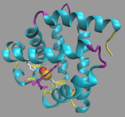 Representación molecular de la mioglobina mostrando sus segmentos alfa-hélice y el grupo hemo