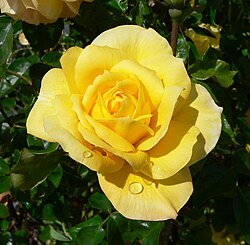 Flor de angiosperma