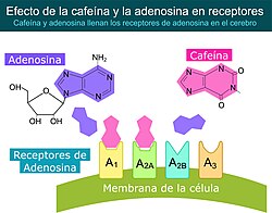Mecanismo en receptores cerebrales