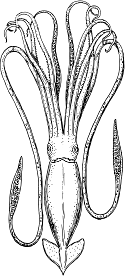 Esquema taxonómico de los calamares