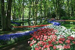 Jardines de tulipanes en plena floración